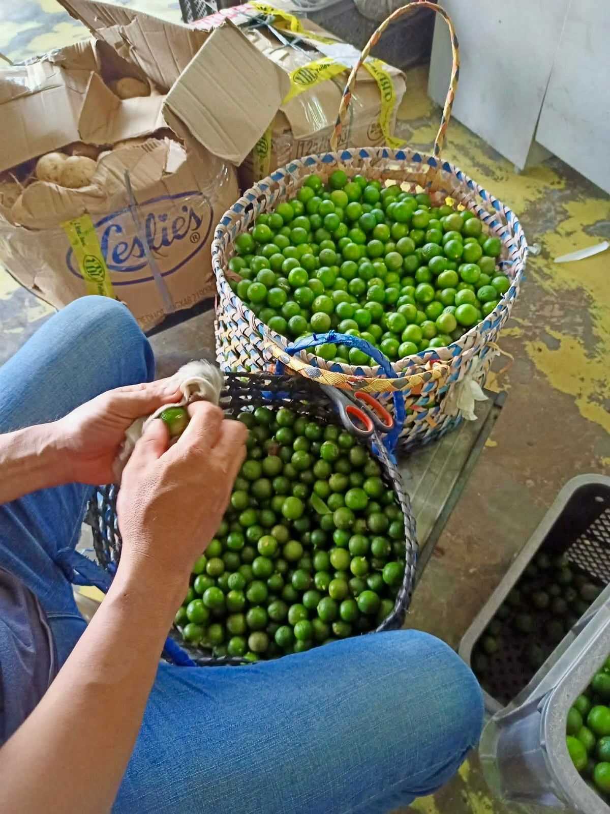 Calamansi being hand-sorted from a woven basket at source in the Philippines, for Island Mango Ireland.