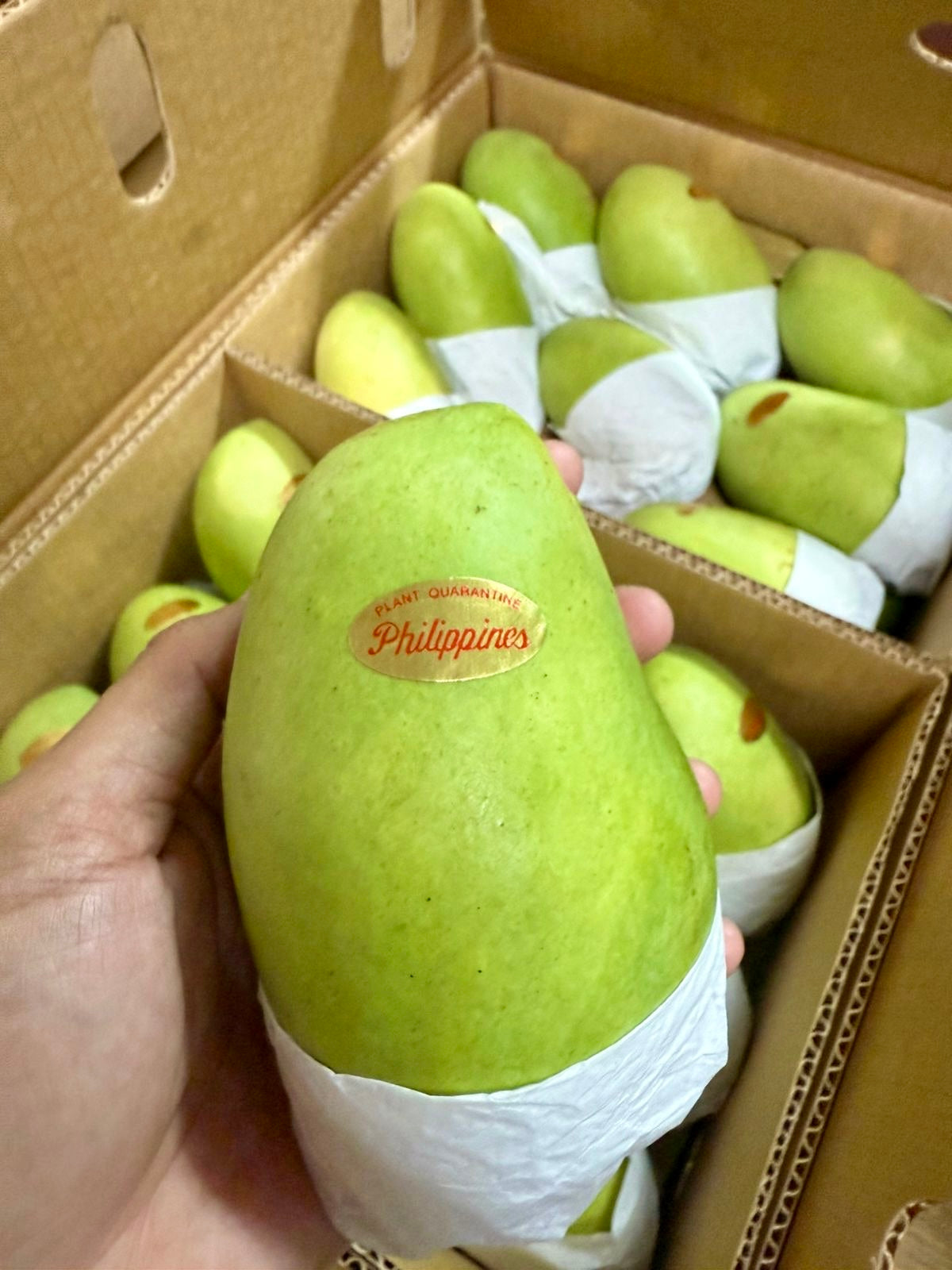 Fresh Carabao mango with Philippines quarantine sticker, held over a box of green mangoes from Island Mango Ireland