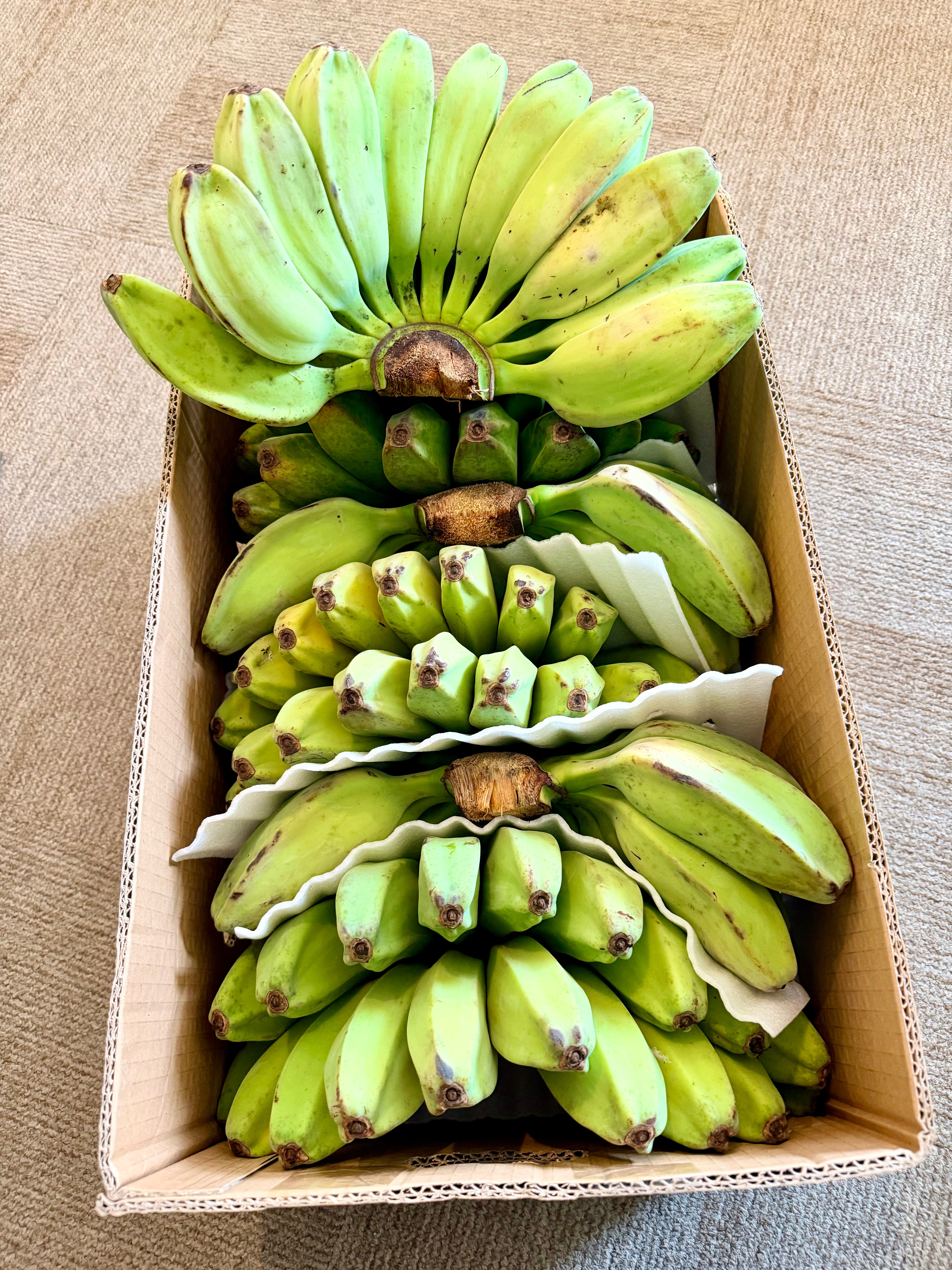 Fresh Saba bananas packed in a box, sourced from the Philippines by Island Mango Ireland.