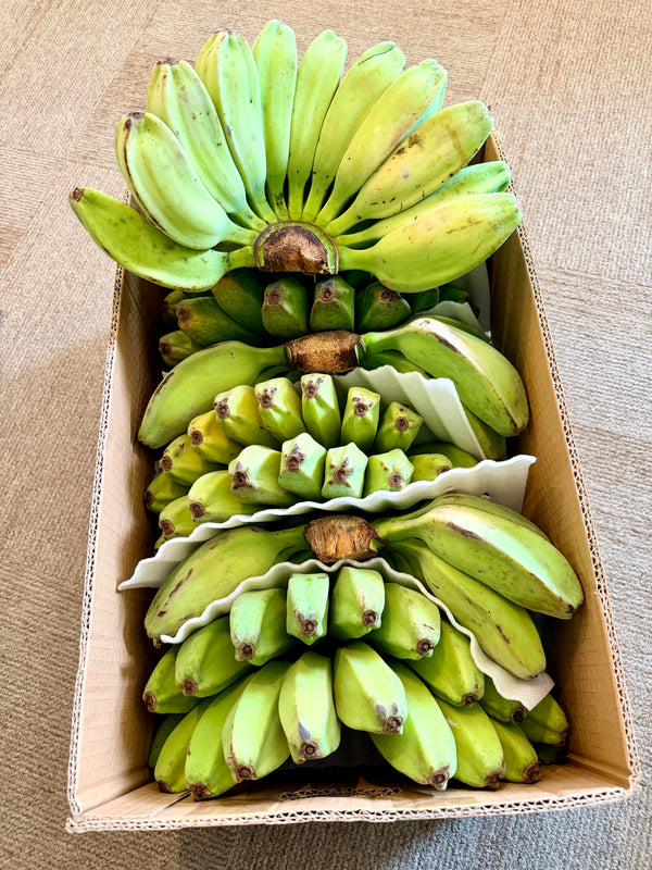 Fresh Saba bananas packed in a box, sourced from the Philippines by Island Mango Ireland.
