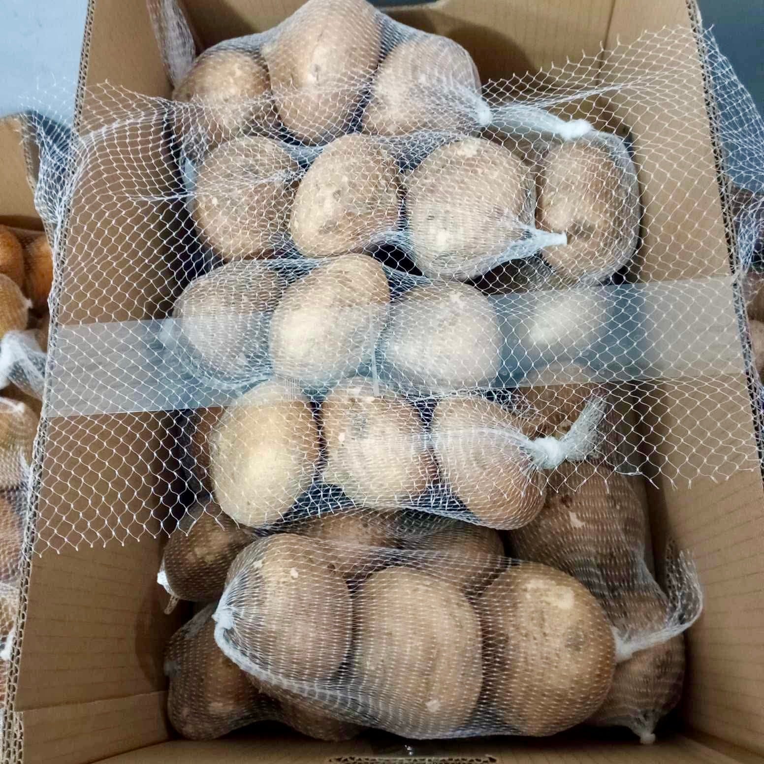 Fresh Philippine santol packed in white nets inside a cardboard box, air-freighted by Island Mango Ireland.